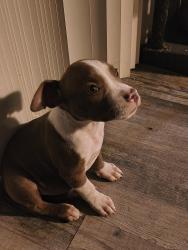 Found/Stray Male Dog last seen Between. Rockwell And Council, Bethany, OK 73008