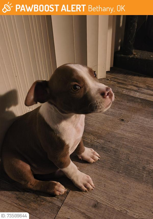 Found/Stray Male Dog last seen Between. Rockwell And Council, Bethany, OK 73008