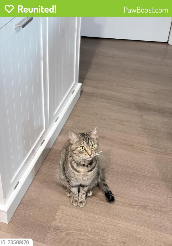 Reunited Female Cat last seen Stirling at Cota Vera, Chula Vista, CA 91913