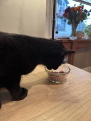 Reunited Male Cat last seen 10th E & Ramona, Salt Lake City, UT 84105