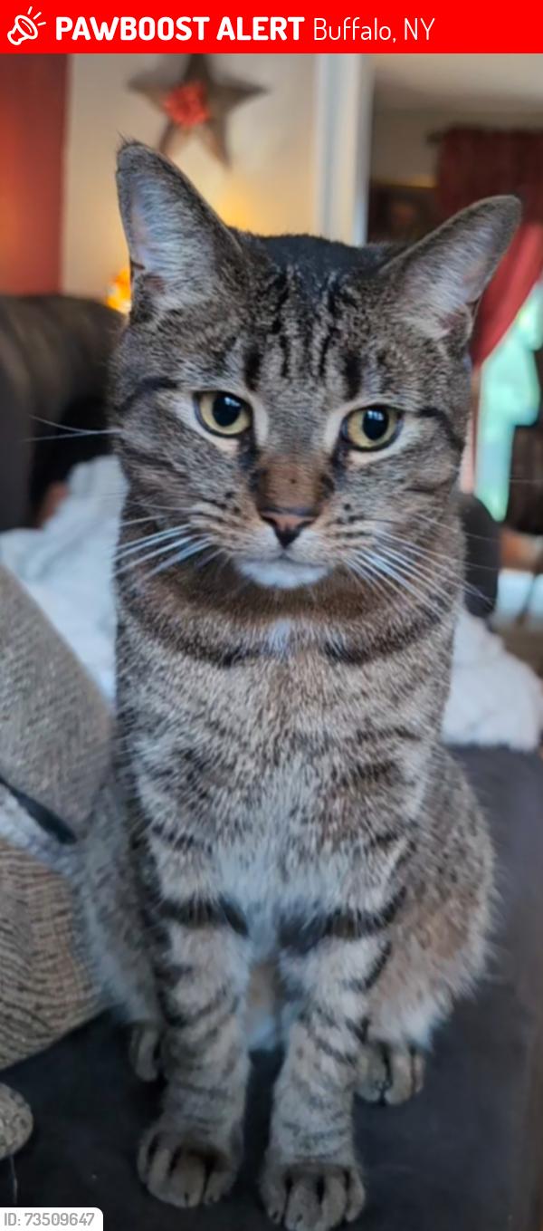 Lost Male Cat last seen Sweet home, Buffalo, NY 14228