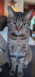 Lost Male Cat last seen Sweet home, Buffalo, NY 14228