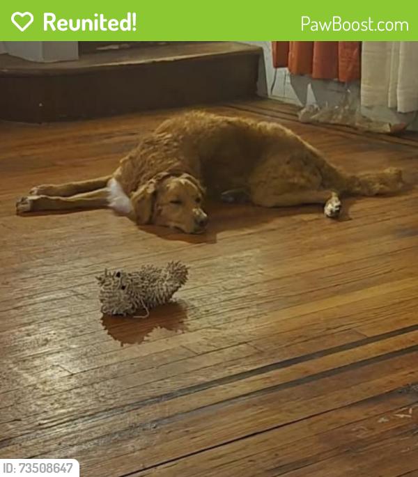 Reunited Male Dog last seen Merrick blvd, Queens, NY 11413