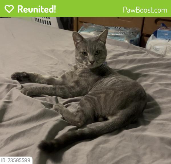 Reunited Male Cat last seen Garfield & Allston Street, East Los Angeles, CA 90022