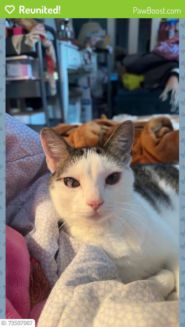 Reunited Male Cat last seen Near Cherry Ln, Boise, ID 83705, USA, Boise, ID 83705