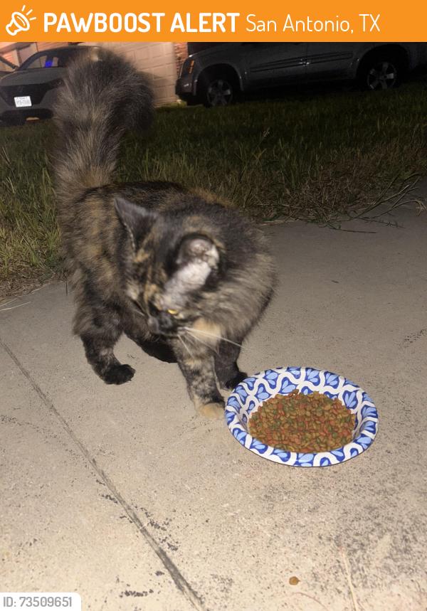 Found/Stray Unknown Cat last seen tezel rd, San Antonio, TX 78250