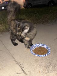 Found/Stray Unknown Cat last seen tezel rd, San Antonio, TX 78250