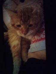 Lost Male Cat last seen Near south 75th Street Kansas City ks, Kansas City, KS 66111