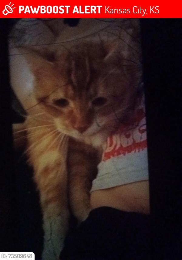Lost Male Cat last seen Near south 75th Street Kansas City ks, Kansas City, KS 66111