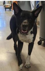 Shelter Stray Male Dog last seen EBSPCA campus- dog wandered in, Oakland, CA, 1101 29th Ave, Oakland, CA 94601, USA