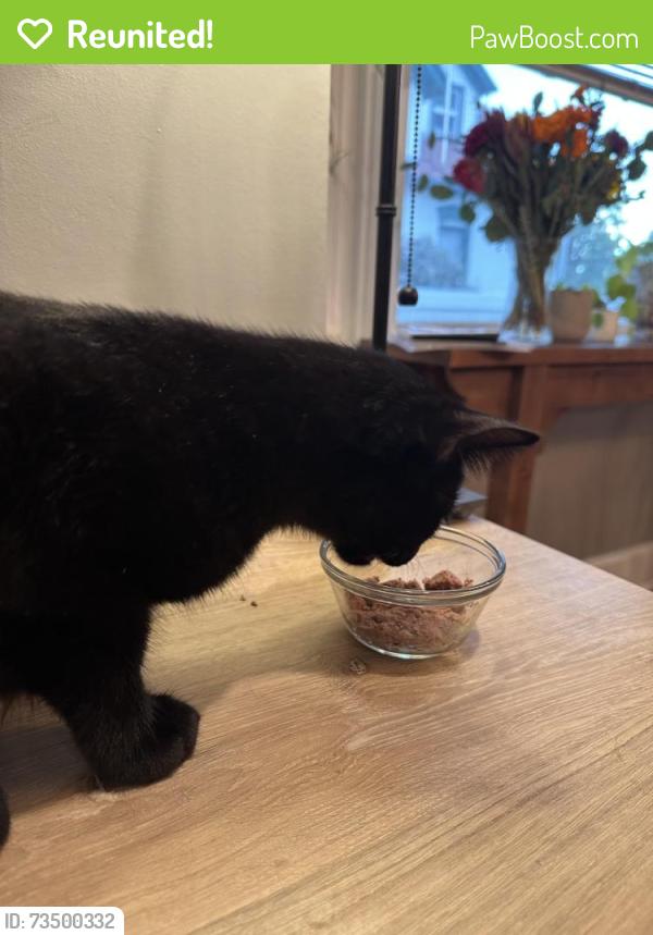 Reunited Male Cat last seen 10th E & Ramona, Salt Lake City, UT 84105