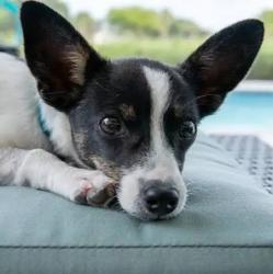 Lost Female Dog last seen 170th, Lakewood, WA 98499