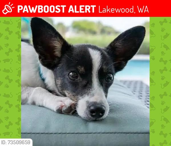 Lost Female Dog last seen 170th, Lakewood, WA 98499