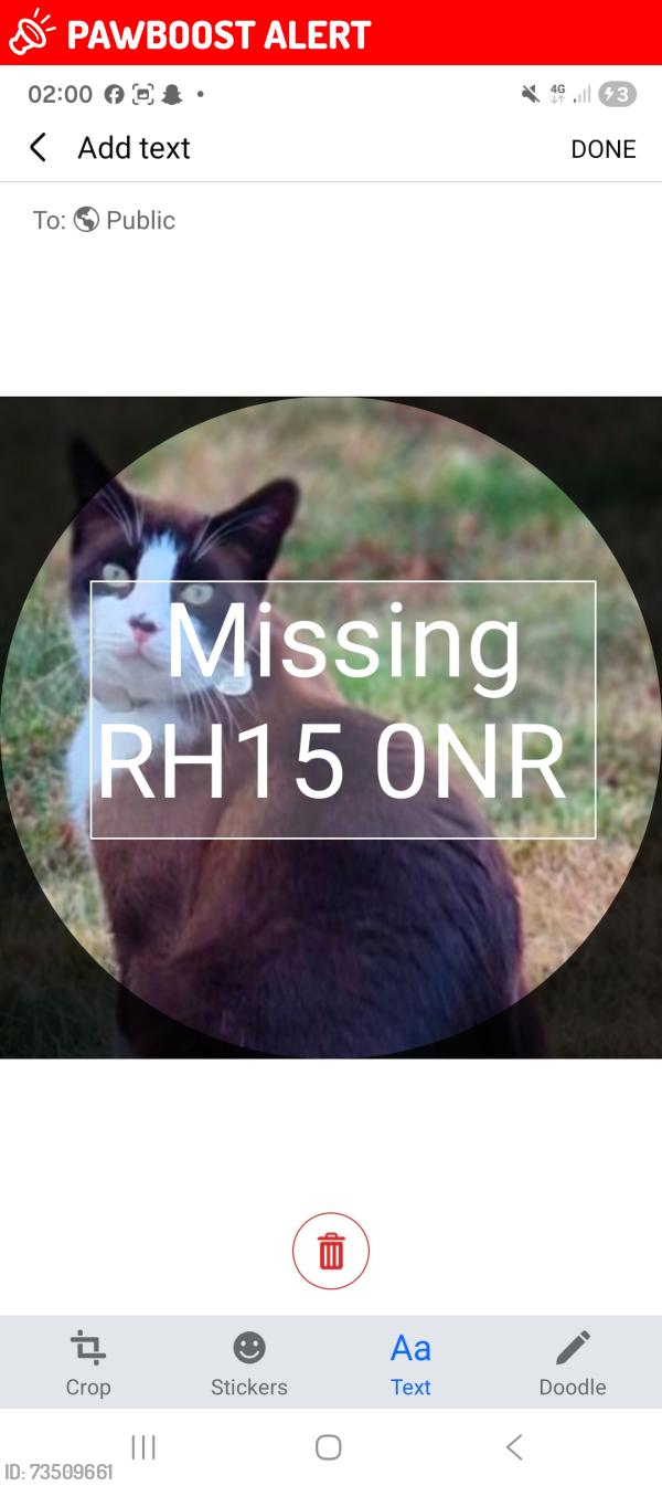 Lost Male Cat last seen Janes Lane, Welbeck Drive, Manor Road, West Sussex, England 