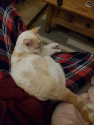 Reunited Male Cat last seen Castle Street, off Pennington Road, Southborough, England TN4 0PE