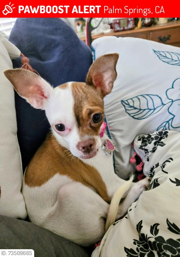 Lost Female Dog last seen Windy Cove please, Palm Springs, CA 92262