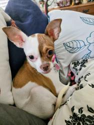 Lost Female Dog last seen Windy Cove please, Palm Springs, CA 92262