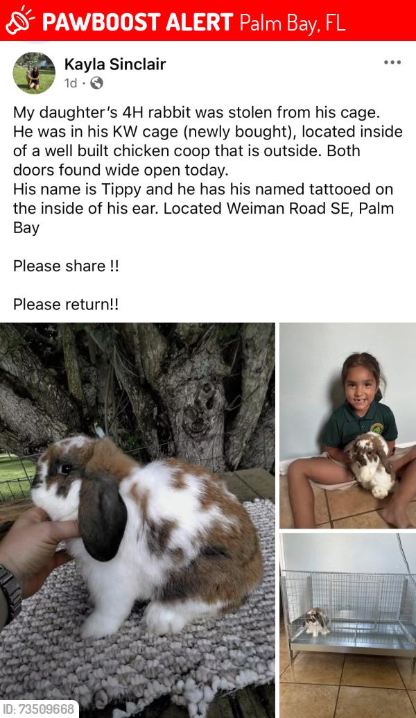Lost Male Rabbit last seen Last seen running across Cogan from Wendel, Palm Bay, FL 32909