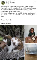 Lost Male Rabbit last seen Last seen running across Cogan from Wendel, Palm Bay, FL 32909