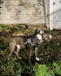 Found/Stray Male Dog last seen Oak Rd and Farrell Rd, Joliet, IL 60432