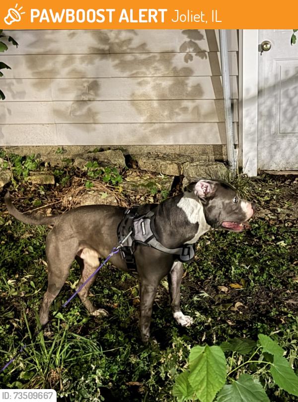 Found/Stray Male Dog last seen Oak Rd and Farrell Rd, Joliet, IL 60432