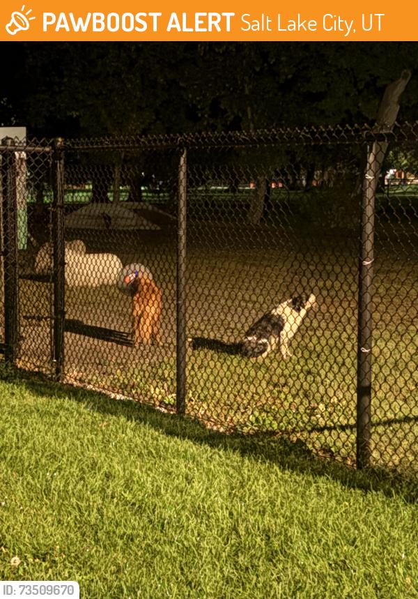 Found/Stray Unknown Dog last seen International Peace gardens dog park, Salt Lake City, UT 84104