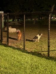 Found/Stray Unknown Dog last seen International Peace gardens dog park, Salt Lake City, UT 84104