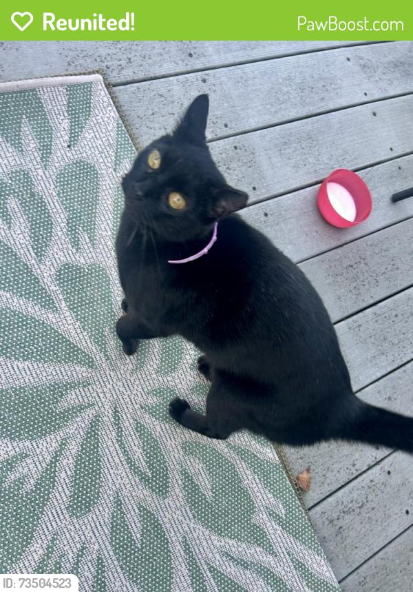 Reunited Unknown Cat last seen Rosegate Ct, Mason, OH 45040