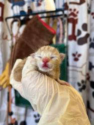 Shelter Stray Male Cat last seen Bexar County, 3353 Morningside Dr, New Braunfels, TX 78132, USA