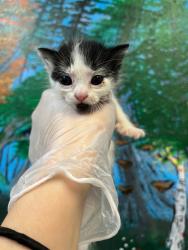 Shelter Stray Female Cat last seen Bexar County, 3353 Morningside Dr, New Braunfels, TX 78132, USA