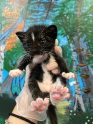 Shelter Stray Male Cat last seen Bexar County, 3353 Morningside Dr, New Braunfels, TX 78132, USA