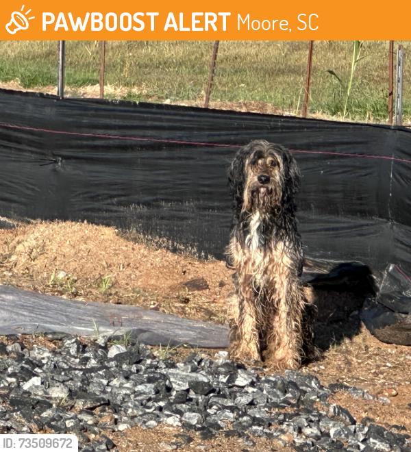Found/Stray Unknown Dog last seen 34.88653° N, 82.01576° W, Moore, SC 29376