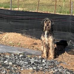 Found/Stray Unknown Dog last seen 34.88653° N, 82.01576° W, Moore, SC 29376