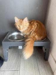 Lost Female Cat last seen 107th and buckeye/ Flanagan, Avondale, AZ 85323