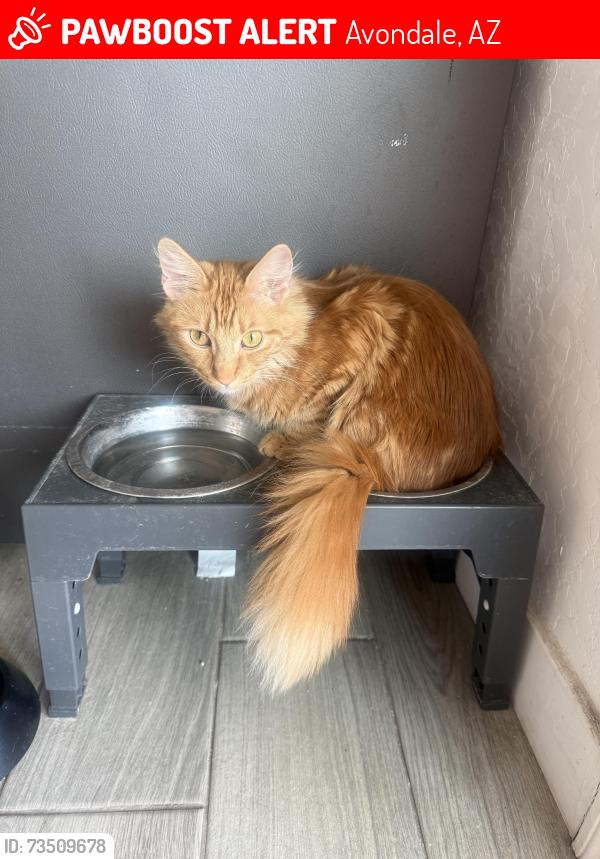 Lost Female Cat last seen 107th and buckeye/ Flanagan, Avondale, AZ 85323