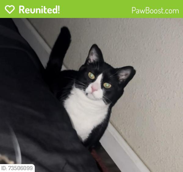 Reunited Female Cat last seen 14th st and Rice near harbor freight, Vallejo, CA 94590