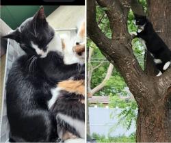 Reunited Male Cat last seen 86th and 2nd ave Bloomington, MN, Minneapolis, MN 55420