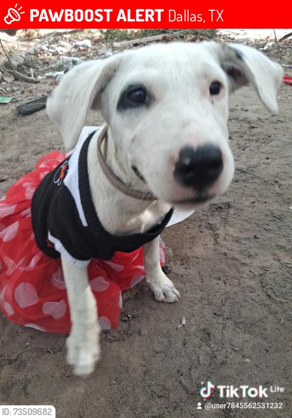 Lost Female Dog last seen Sunview or elkcreek, Dallas, TX 75253