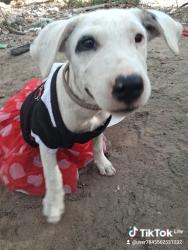 Lost Female Dog last seen Sunview or elkcreek, Dallas, TX 75253