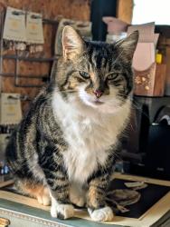 Reunited Male Cat last seen Viaduct bridge Coalpit heath to winterbourne, Coalpit Heath, England BS36 2TB