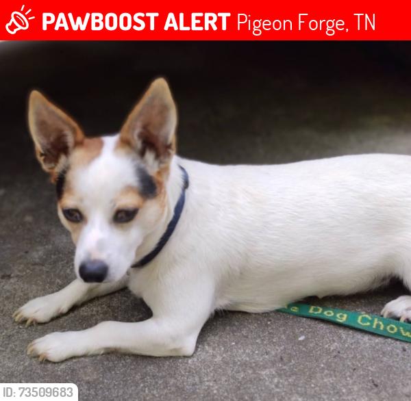 Lost Male Dog last seen near 3145 Forge Hideaway Rd. between Food City Teaster & Veterans Blvd. off Ridge Rd., Pigeon Forge, TN 37863