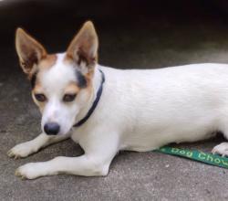 Lost Male Dog last seen near 3145 Forge Hideaway Rd. between Food City Teaster & Veterans Blvd. off Ridge Rd., Pigeon Forge, TN 37863