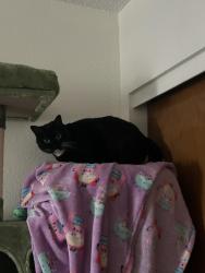 Lost Female Cat last seen Pier 1 cndmniums at 210 Pelham, Fort Walton Beach, FL 32547