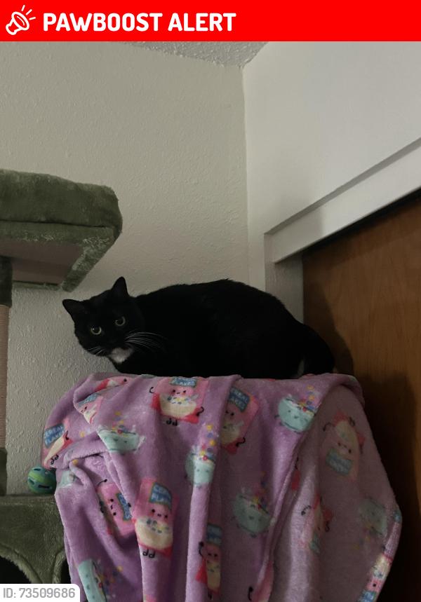 Lost Female Cat last seen Pier 1 cndmniums at 210 Pelham, Fort Walton Beach, FL 32547