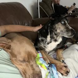 Reunited Male Dog last seen Louisiana st a, Manvel, TX 77578