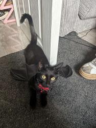 Reunited Female Cat last seen Cathays sugery, Cardiff, Wales CF24 4HZ