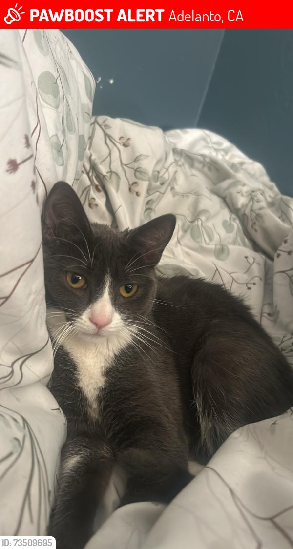 Lost Female Cat last seen Mojave drive, Adelanto, CA 92301