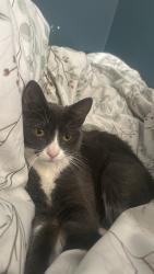 Lost Female Cat last seen Mojave drive, Adelanto, CA 92301
