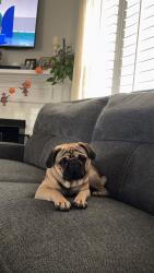 Lost Male Dog last seen Lemongrass, Jonesborough, TN 37659