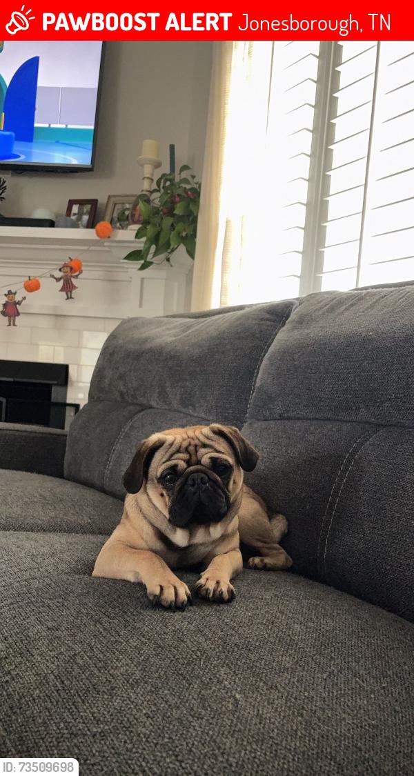 Lost Male Dog last seen Lemongrass, Jonesborough, TN 37659